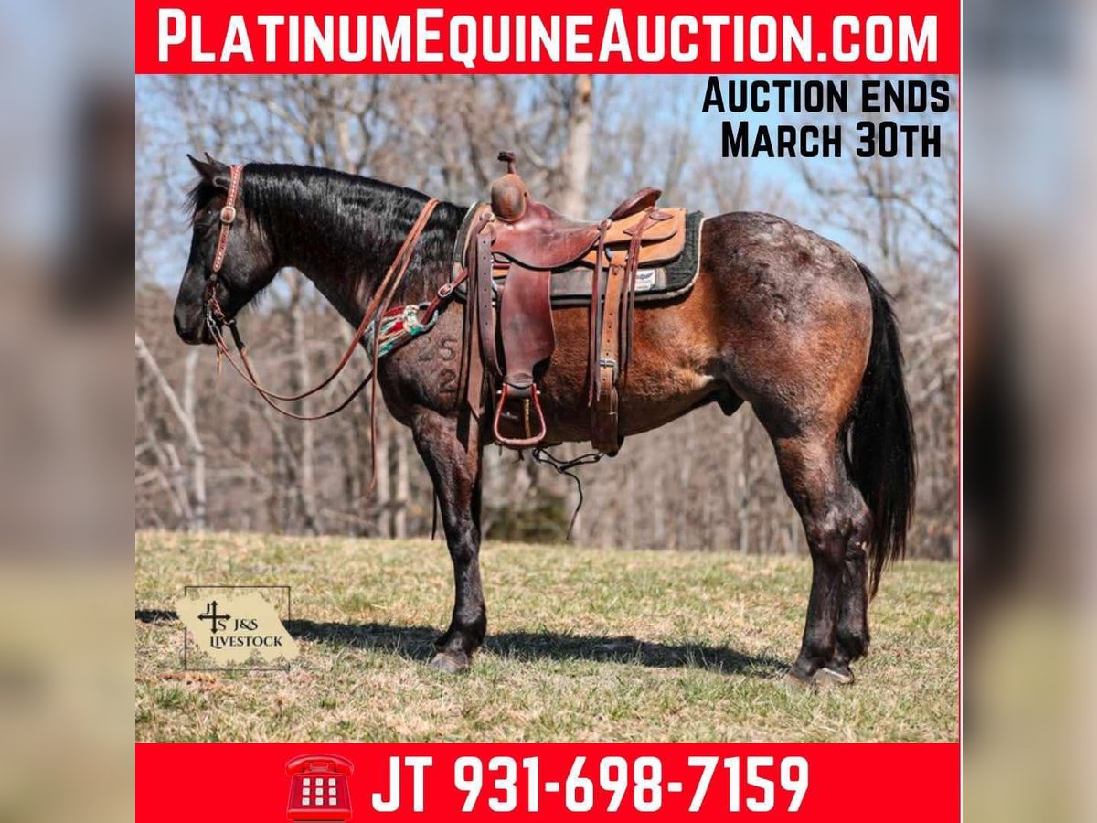 American Quarter Horse Castrone 8 Anni 155 cm Roano blu in Santa Fe, TN