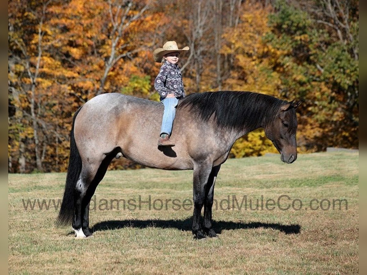 American Quarter Horse Castrone 8 Anni 155 cm Roano blu in Mount Vernon