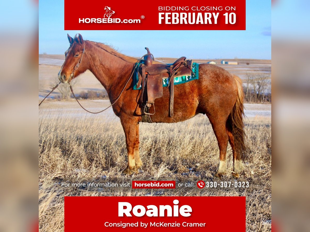 American Quarter Horse Castrone 8 Anni 155 cm Roano rosso in Battle Creek, IA