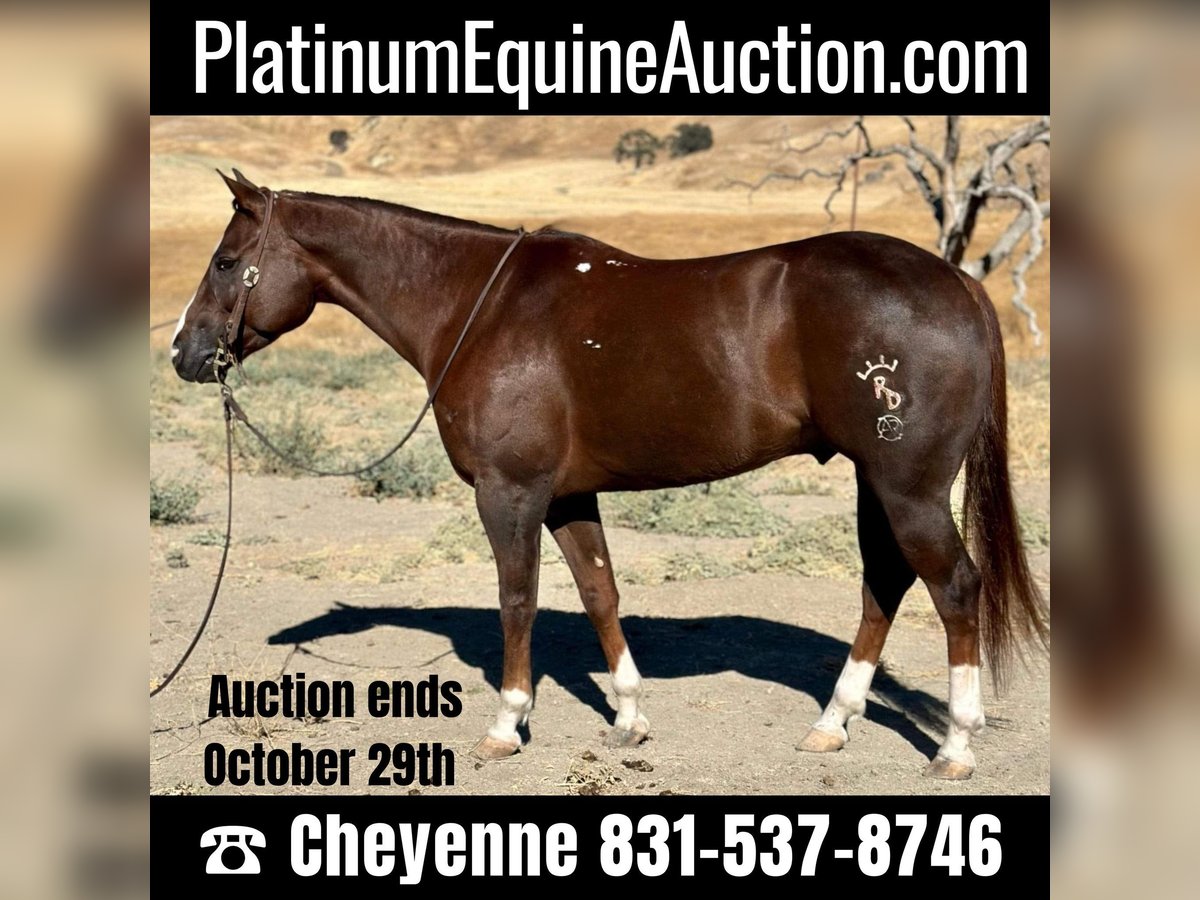 American Quarter Horse Castrone 8 Anni 155 cm Sauro scuro in Bitterwater CA