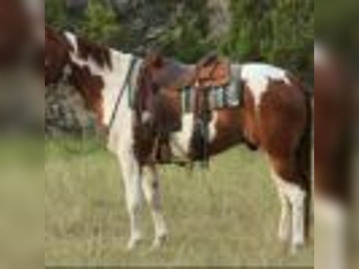 American Quarter Horse Castrone 8 Anni 155 cm Tobiano-tutti i colori in Lipan TX