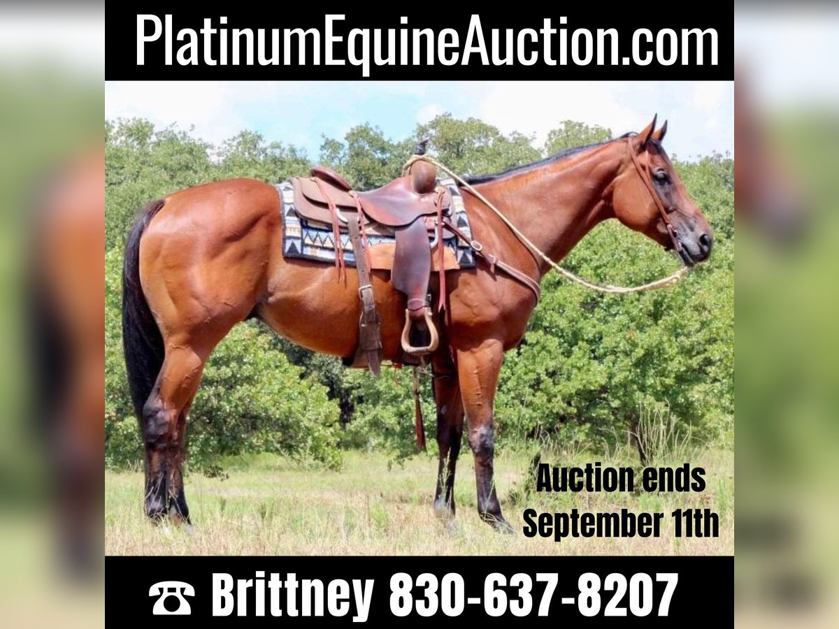 American Quarter Horse Castrone 8 Anni 157 cm Baio ciliegia in Pilot point TX