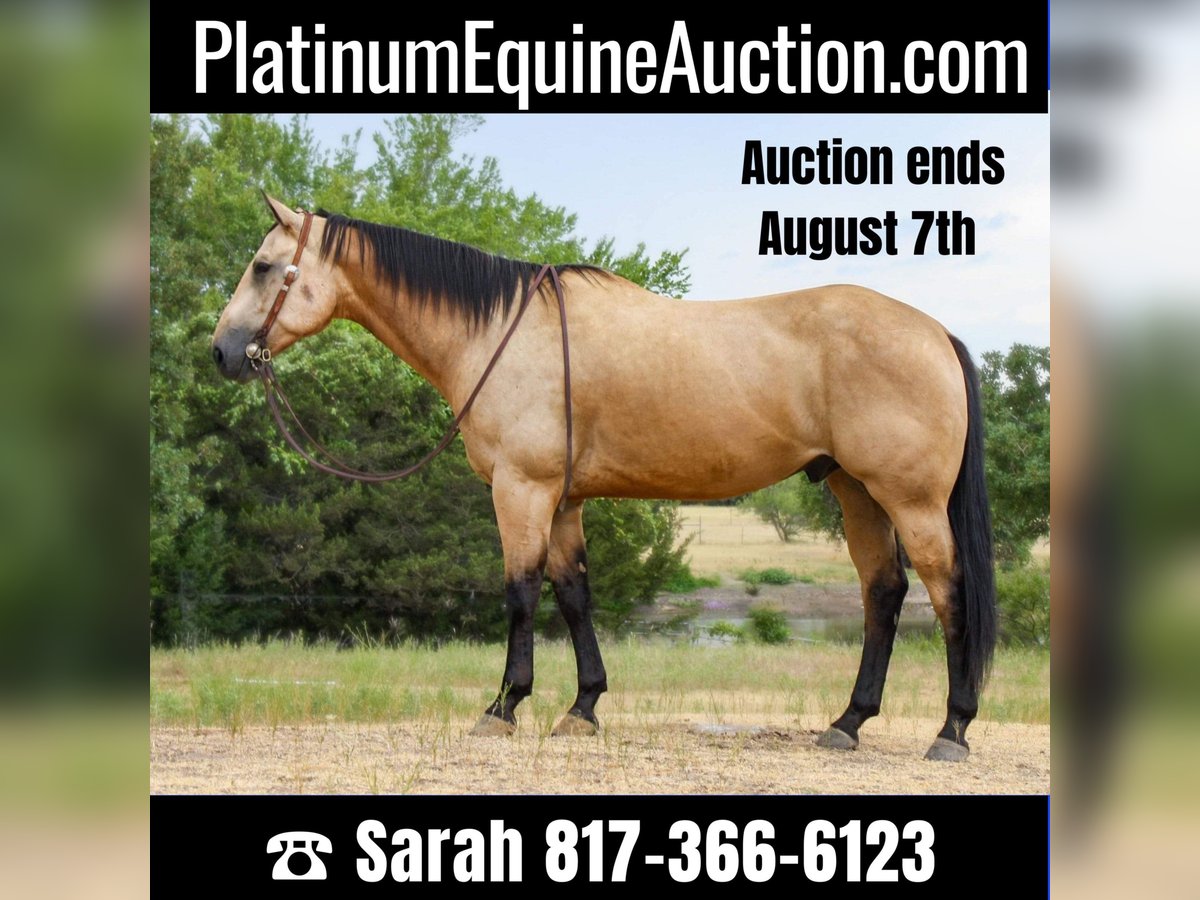 American Quarter Horse Castrone 8 Anni 157 cm Pelle di daino in weatherford TX