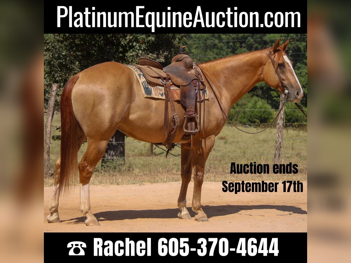 American Quarter Horse Castrone 8 Anni 157 cm Red dun in Rusk TX