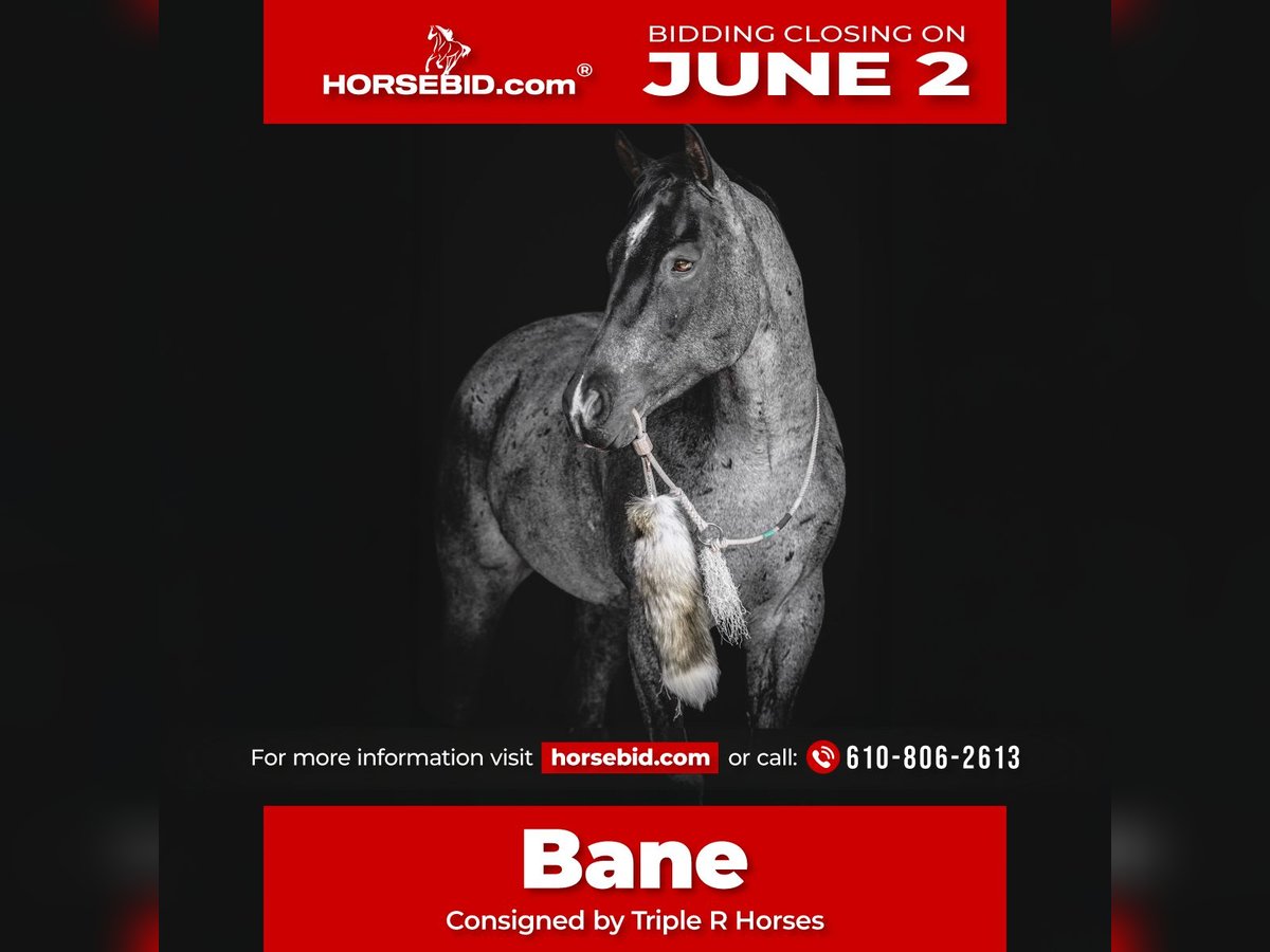 American Quarter Horse Castrone 8 Anni 157 cm Roano blu in New Holland, PA