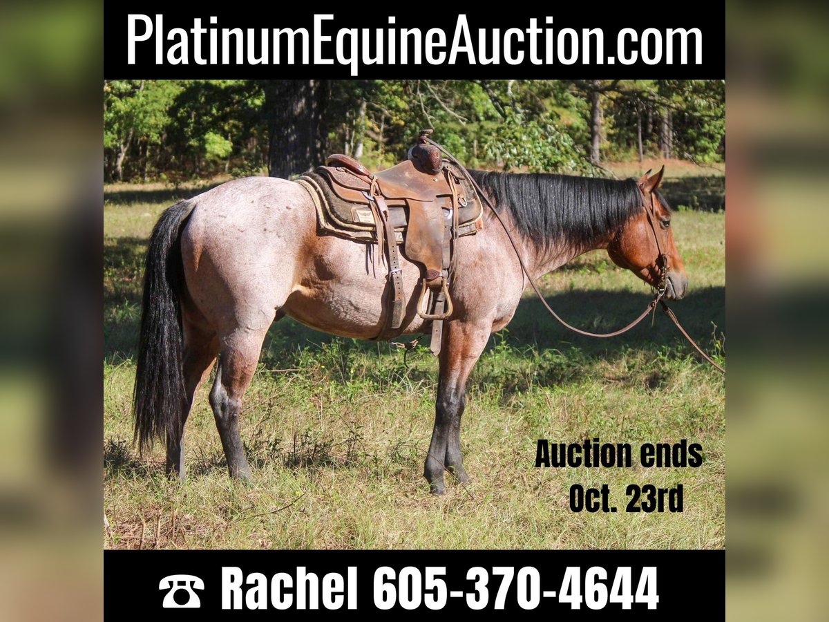 American Quarter Horse Castrone 8 Anni 160 cm Baio roano in Rusk, TX