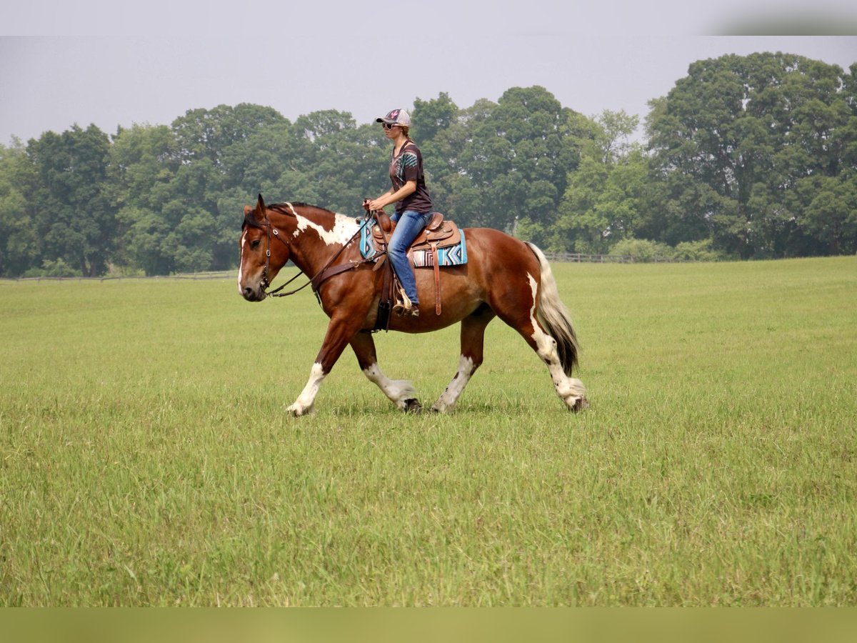 American Quarter Horse Castrone 8 Anni 160 cm Tobiano-tutti i colori in Highland MI