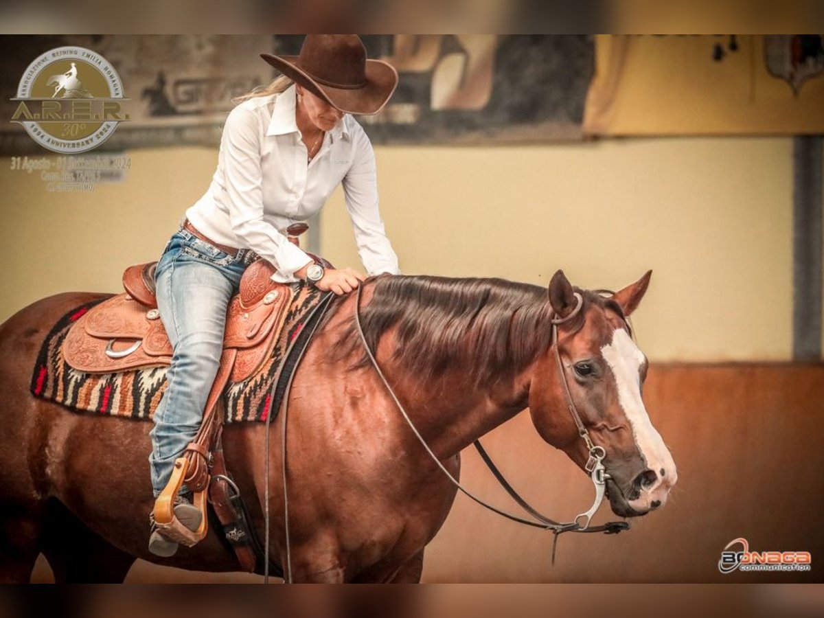 American Quarter Horse Castrone 8 Anni 162 cm Sauro in Modena