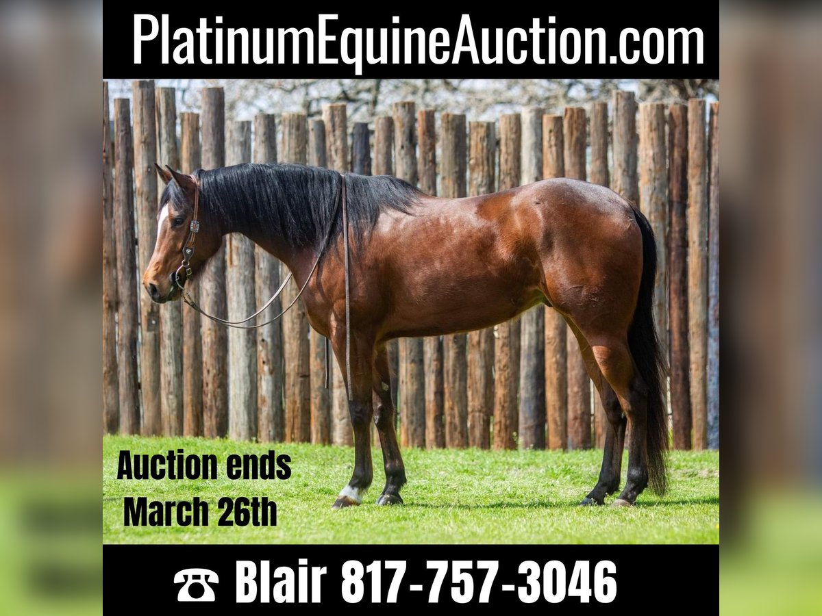 American Quarter Horse Castrone 8 Anni 163 cm Baio ciliegia in Weatherford TX