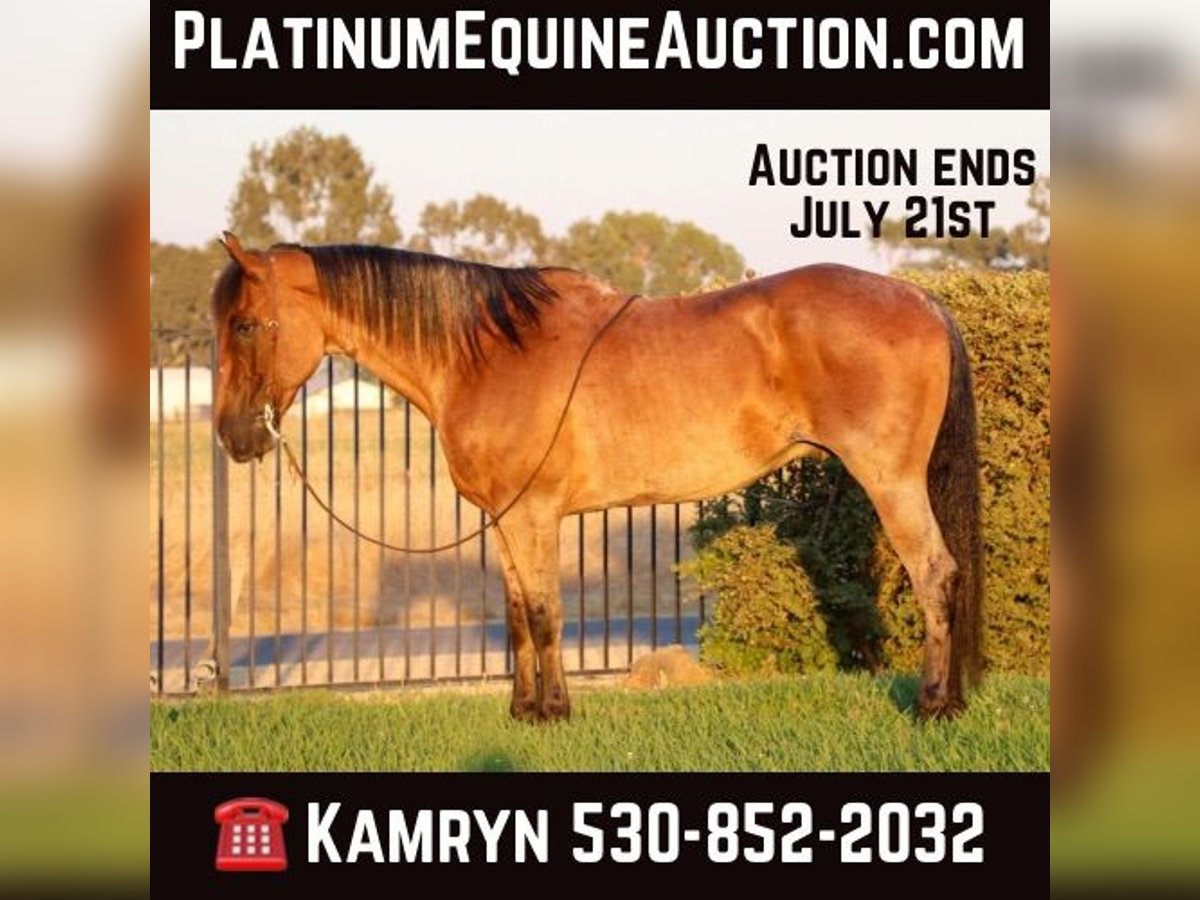 American Quarter Horse Castrone 8 Anni 163 cm Baio roano in Pleasant Grove CA