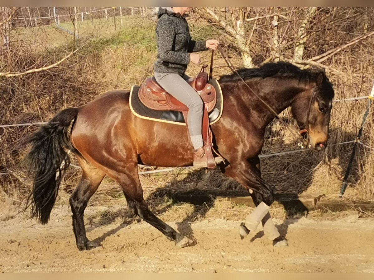 American Quarter Horse Castrone 8 Anni 163 cm in Bad Zwesten