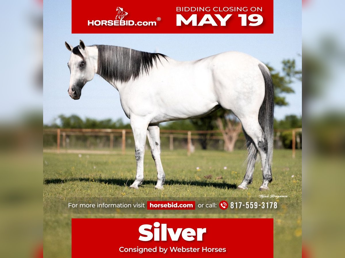 American Quarter Horse Mix Castrone 8 Anni 163 cm Grigio pezzato in Killeen, TX