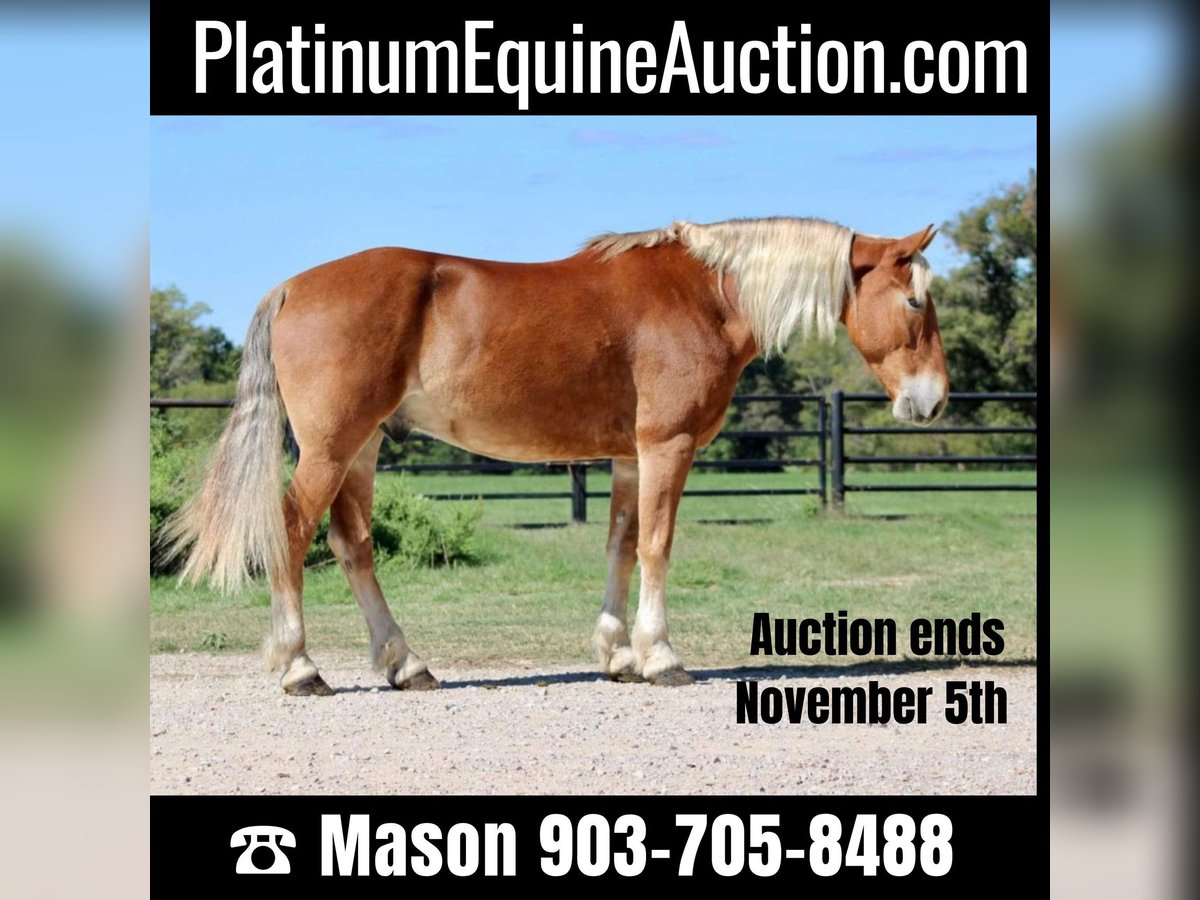 American Quarter Horse Castrone 8 Anni 163 cm Sauro ciliegia in Canton TX