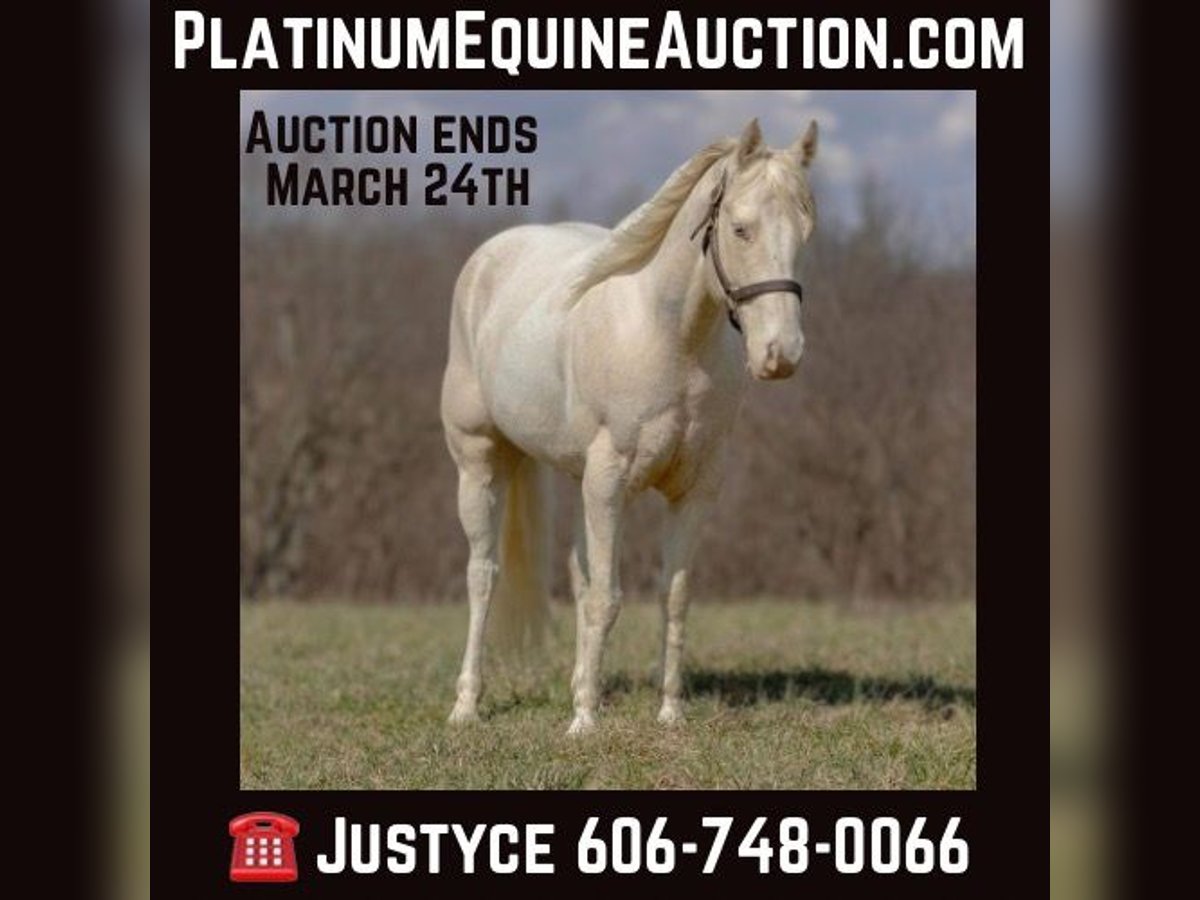 American Quarter Horse Castrone 8 Anni Champagne in Carlisle KY