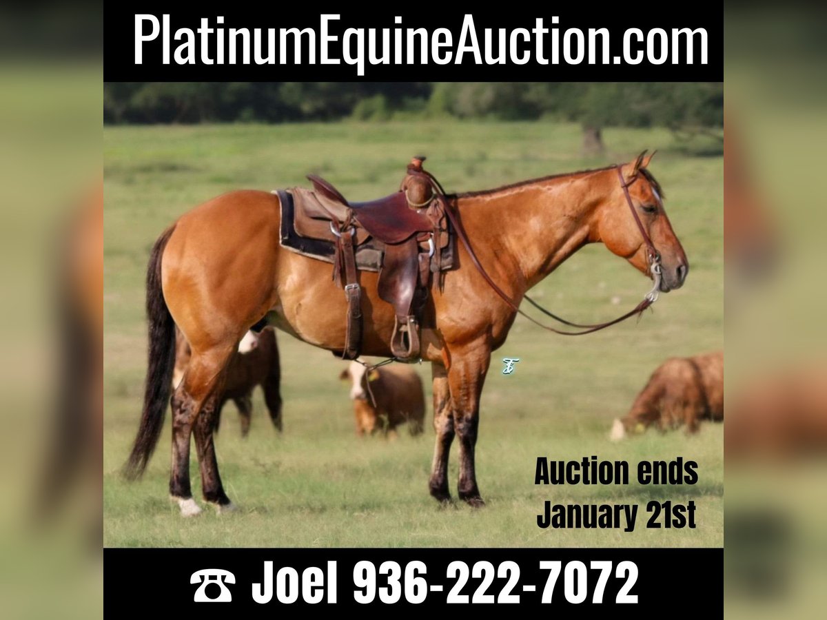 American Quarter Horse Castrone 8 Anni Falbo in Carthage TX