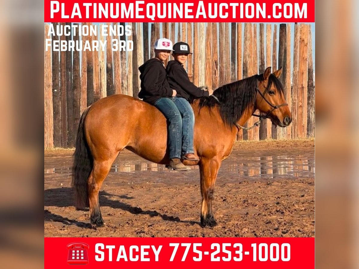 American Quarter Horse Castrone 8 Anni Falbo in Dublin TX