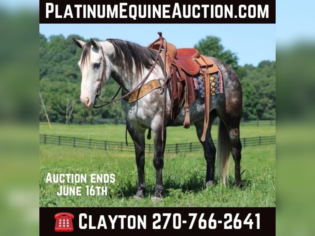 American Quarter Horse Castrone 8 Anni Grigio pezzato in Priceville KY