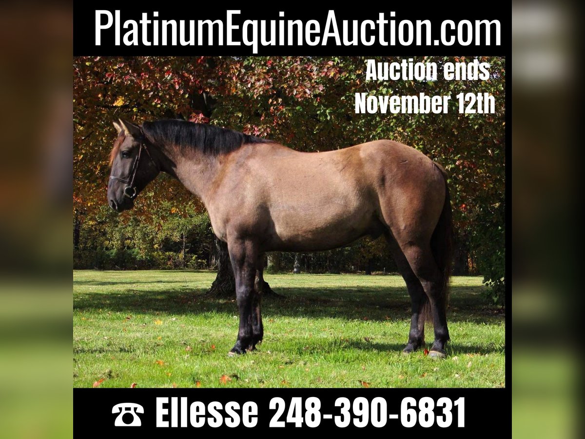 American Quarter Horse Castrone 8 Anni Grullo in Howell, MI