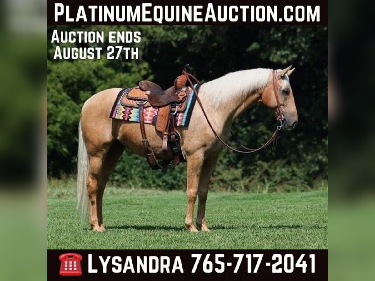 American Quarter Horse Castrone 8 Anni Palomino in Brodhead