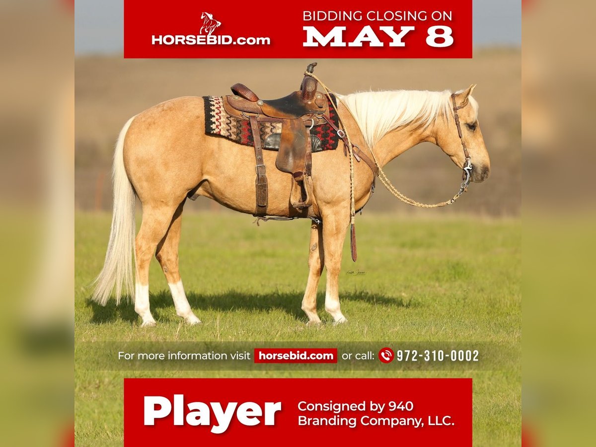 American Quarter Horse Castrone 8 Anni Palomino in Addison, TX