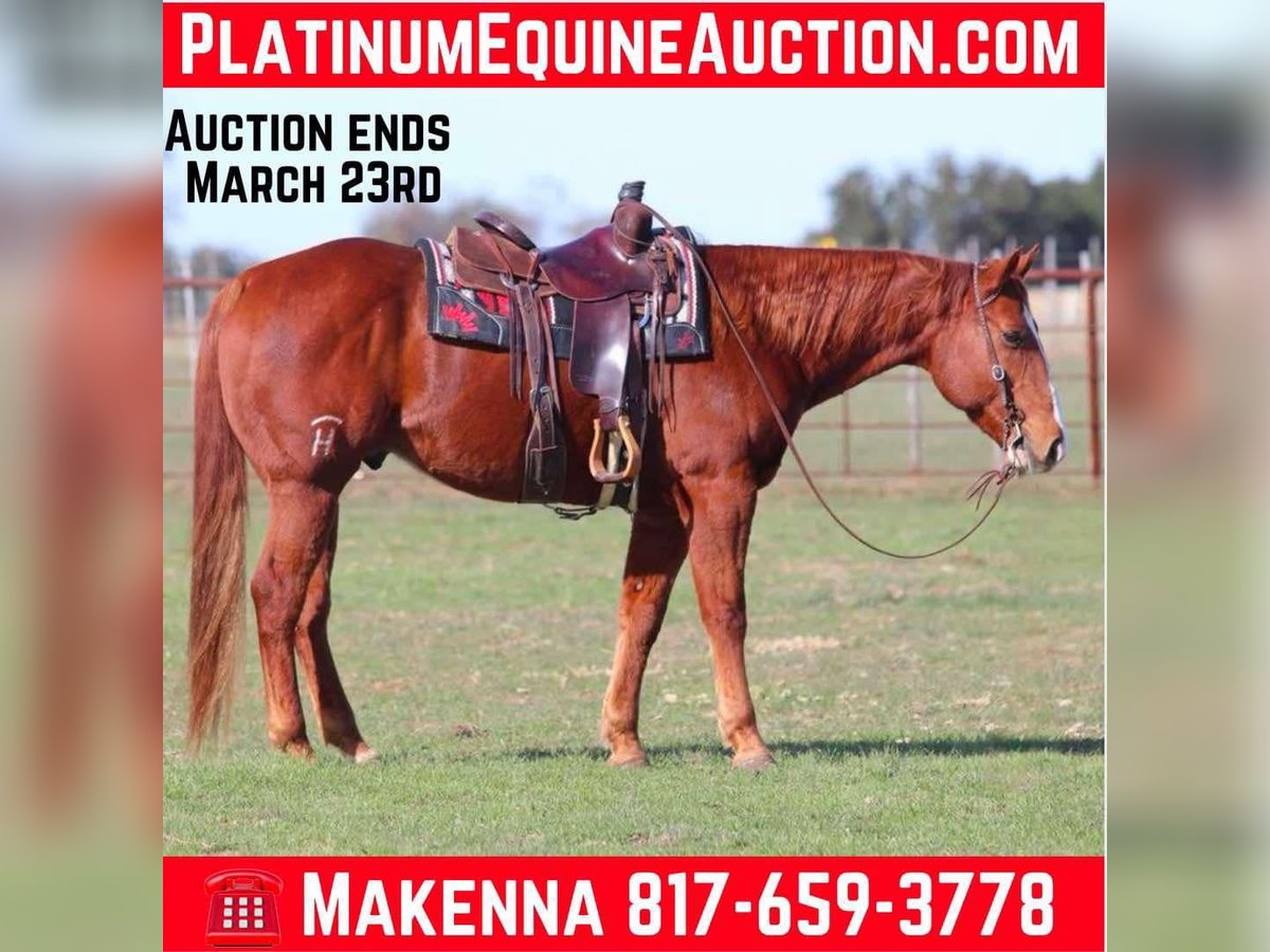 American Quarter Horse Castrone 8 Anni Sauro ciliegia in Lipan TX