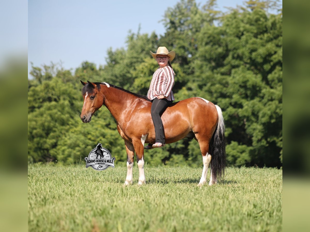 American Quarter Horse Castrone 9 Anni 127 cm Tobiano-tutti i colori in Gladstone, NJ