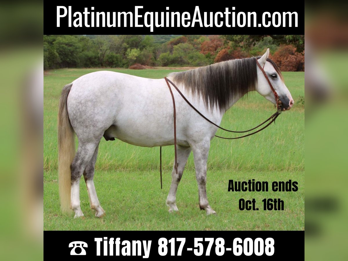 American Quarter Horse Castrone 9 Anni 137 cm Grigio in Stephenville, TX