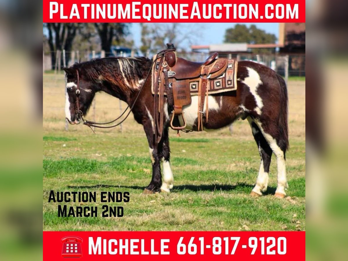 American Quarter Horse Castrone 9 Anni 137 cm Morello in Sephenville TX