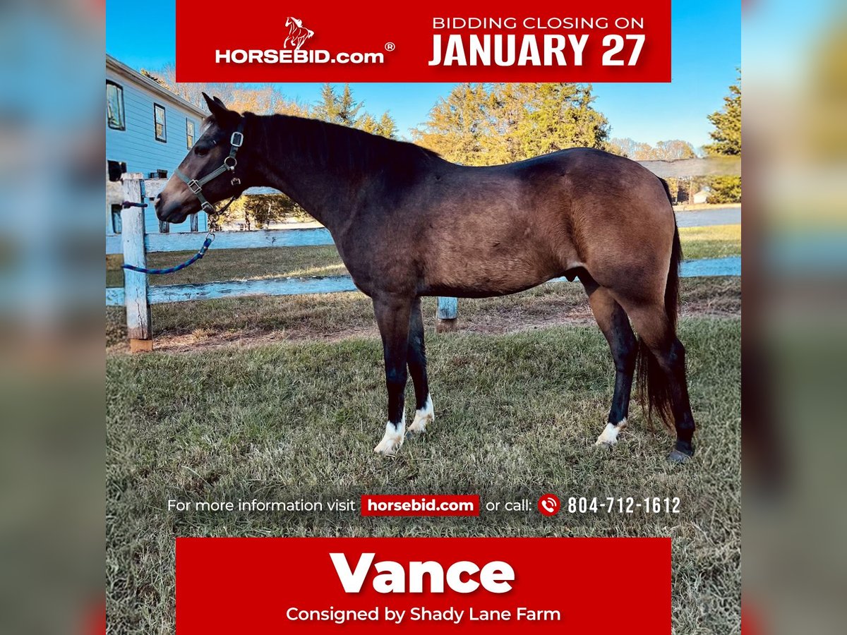 American Quarter Horse Mix Castrone 9 Anni 137 cm Pelle di daino in Sandston, VA