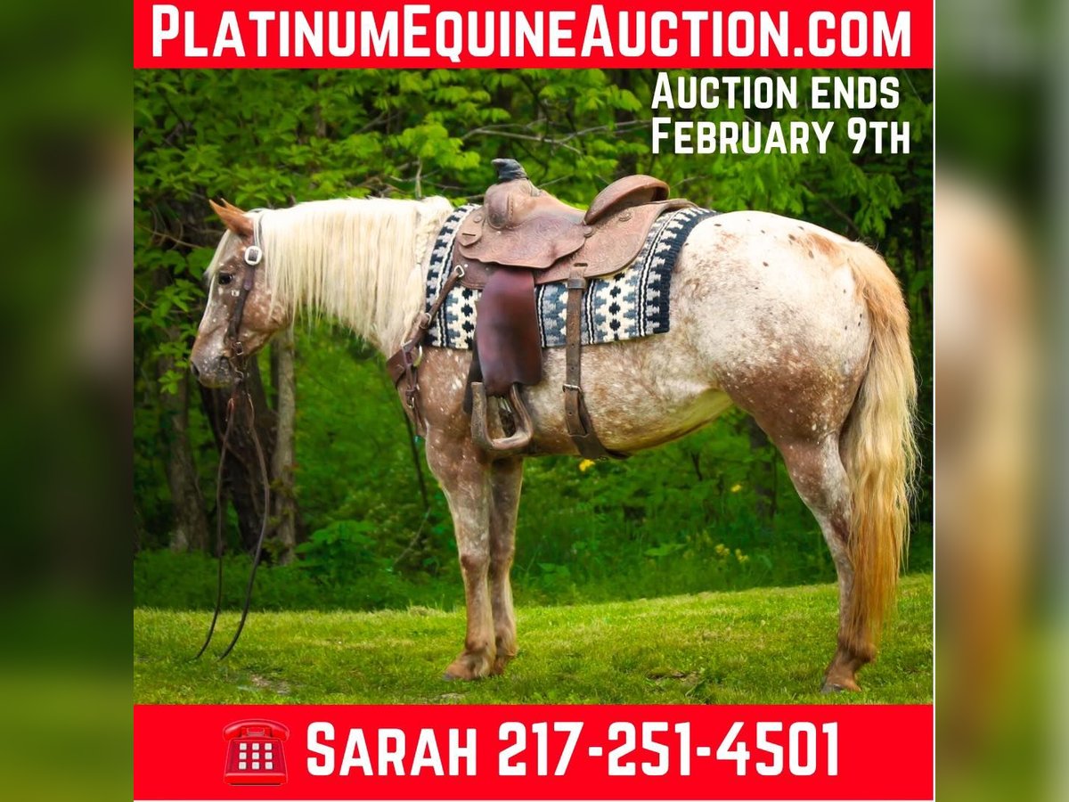 American Quarter Horse Castrone 9 Anni 137 cm Roano rosso in Dennison IL