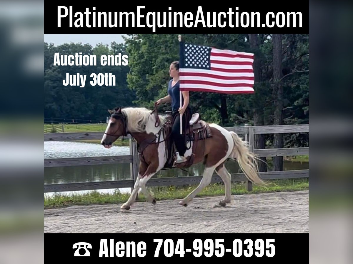 American Quarter Horse Castrone 9 Anni 142 cm Baio ciliegia in Monroe NC