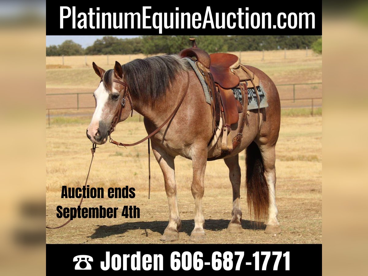 American Quarter Horse Castrone 9 Anni 142 cm Baio roano in Cleburne TX