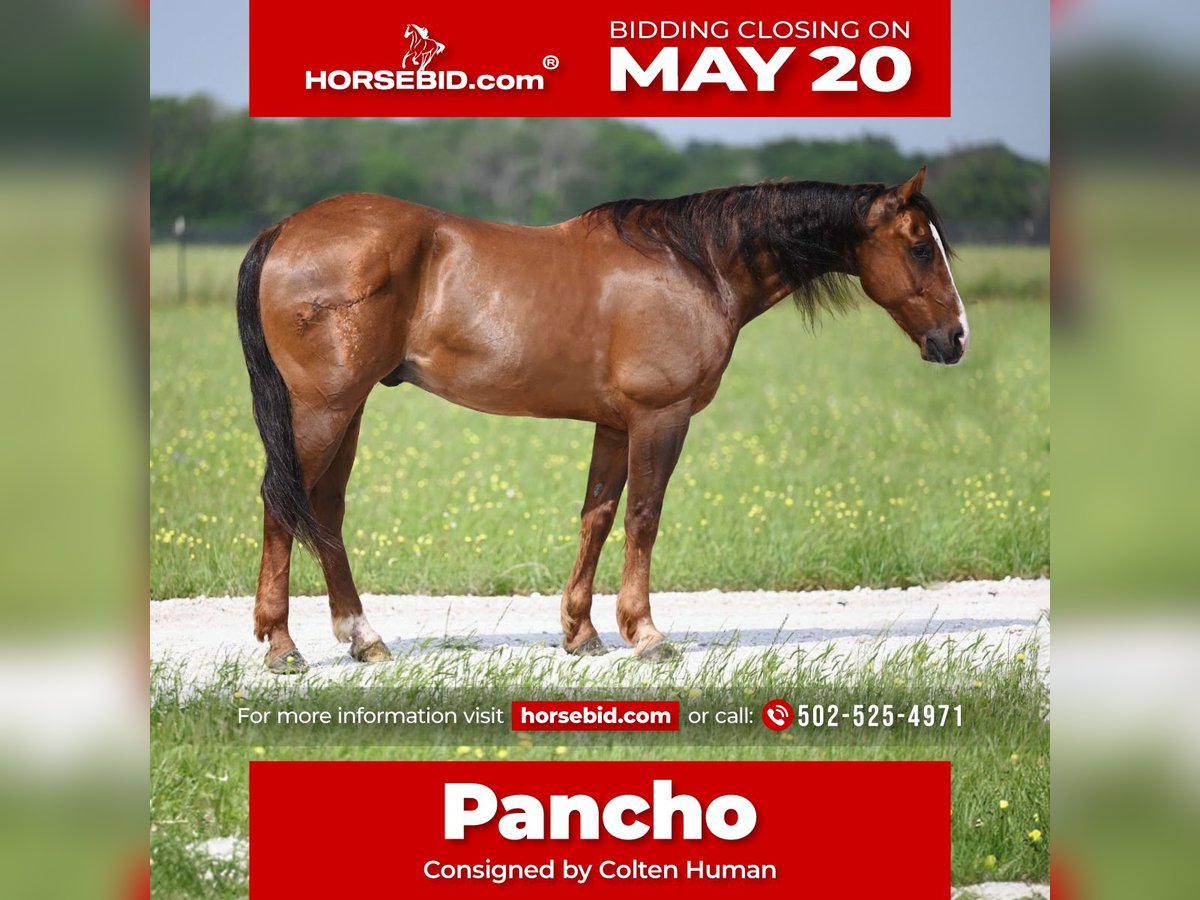American Quarter Horse Castrone 9 Anni 145 cm Baio ciliegia in Waco