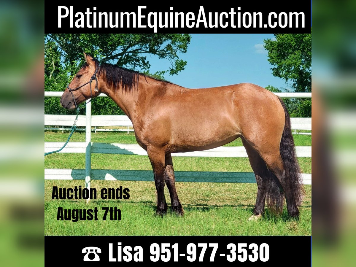 American Quarter Horse Castrone 9 Anni 145 cm Falbo in Aubrey Tx