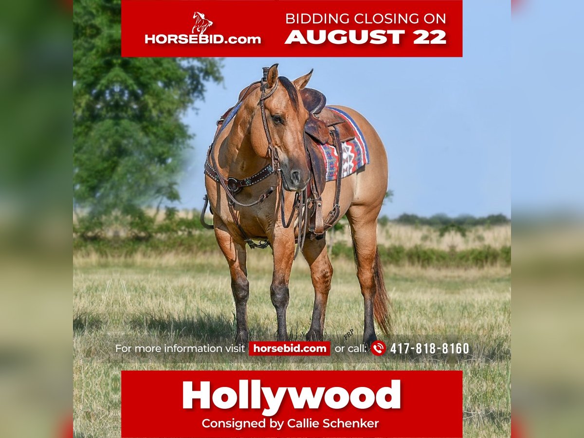 American Quarter Horse Castrone 9 Anni 145 cm Falbo in Halfway, MO