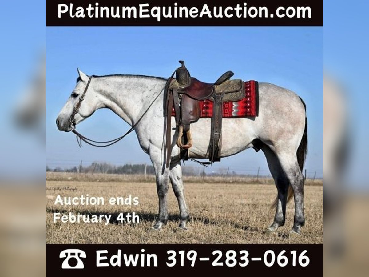 American Quarter Horse Castrone 9 Anni 145 cm Grigio pezzato in Fairbank IA