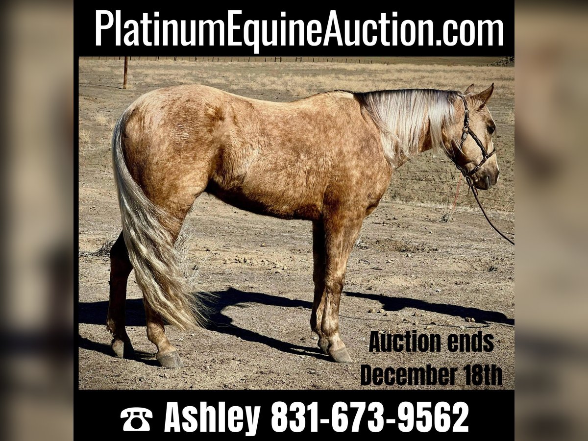 American Quarter Horse Castrone 9 Anni 145 cm Palomino in Bitterwater CA