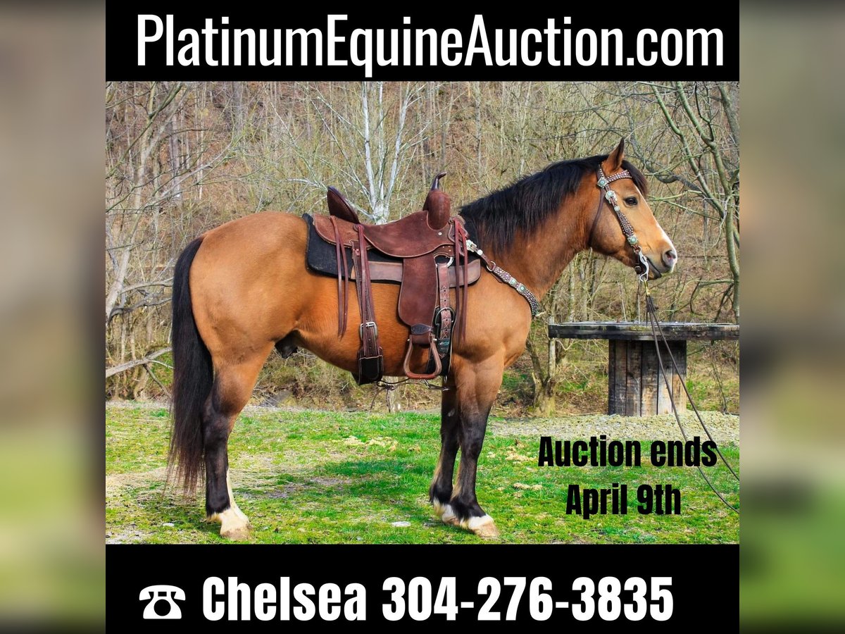 American Quarter Horse Castrone 9 Anni 145 cm Pelle di daino in Blacksville WV