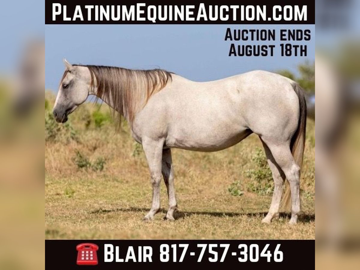 American Quarter Horse Castrone 9 Anni 147 cm Grigio in Weatherford TX