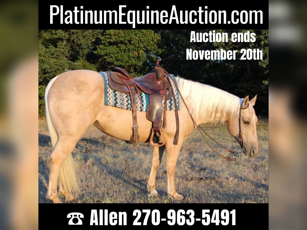 American Quarter Horse Castrone 9 Anni 147 cm Palomino in Pilot Point TX
