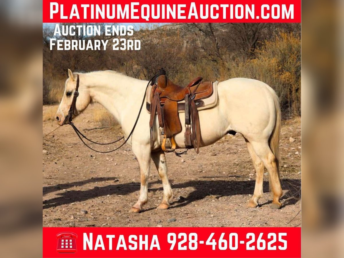 American Quarter Horse Castrone 9 Anni 147 cm Palomino in Camp Verde AZ