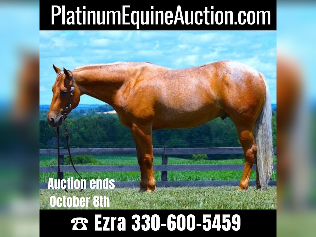 American Quarter Horse Castrone 9 Anni 147 cm Palomino in Wooster, OH