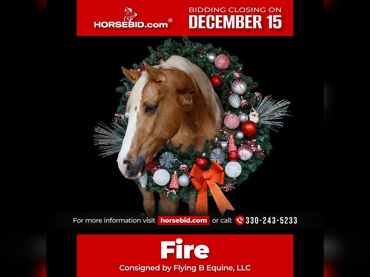 American Quarter Horse Castrone 9 Anni 147 cm Palomino in Troy