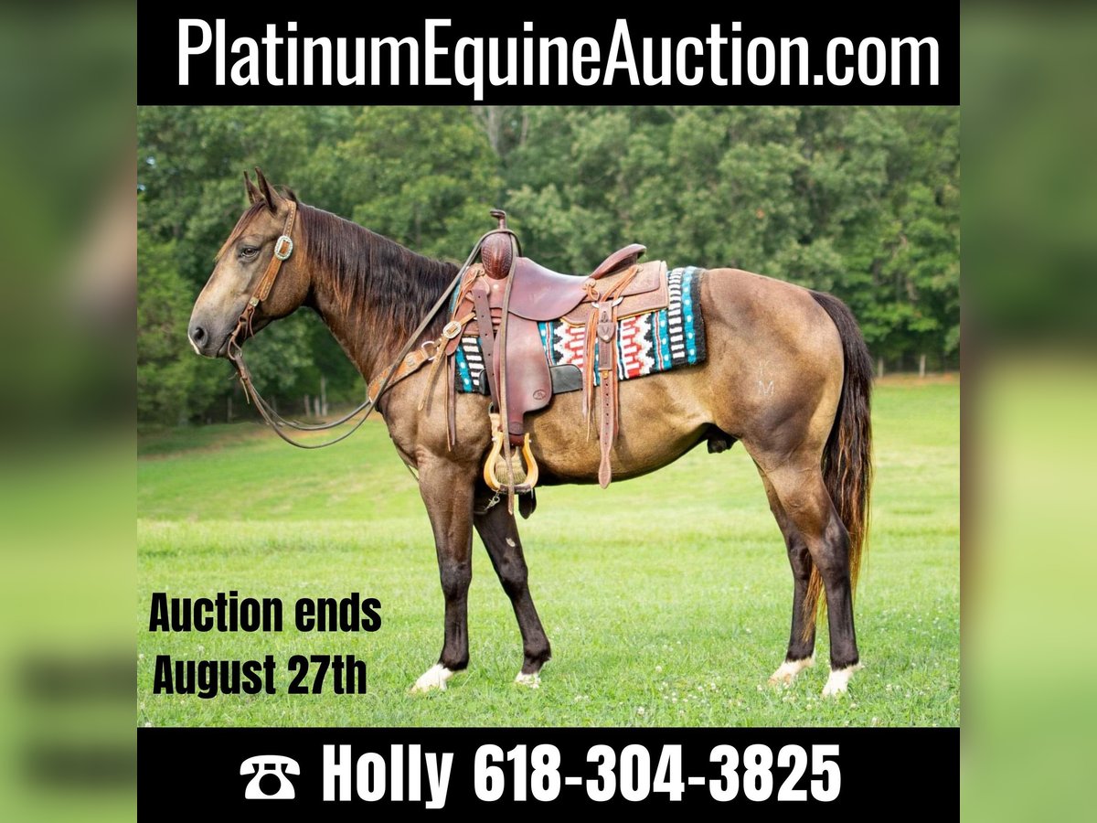 American Quarter Horse Castrone 9 Anni 147 cm Pelle di daino in Greenville KY