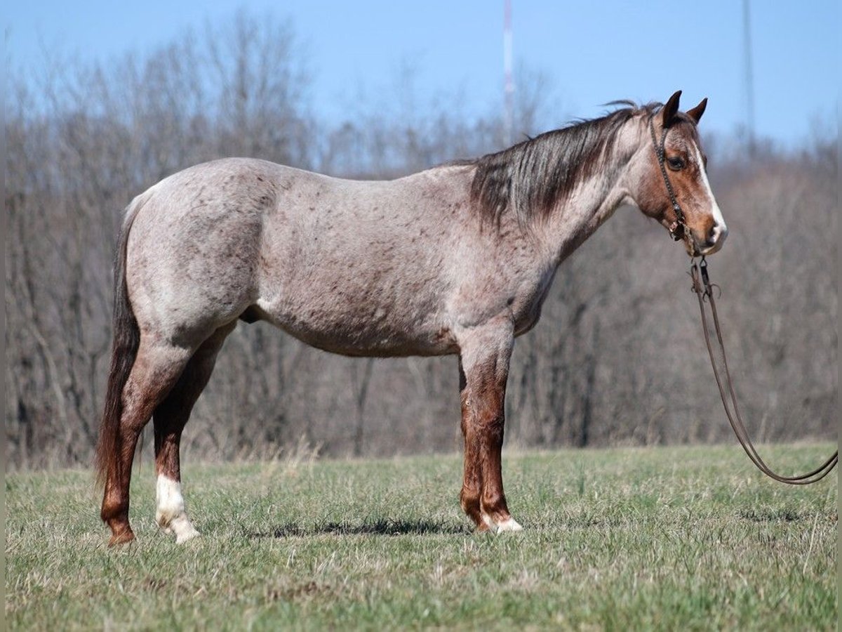 American Quarter Horse Castrone 9 Anni 147 cm Roano rosso in Brodhead KY