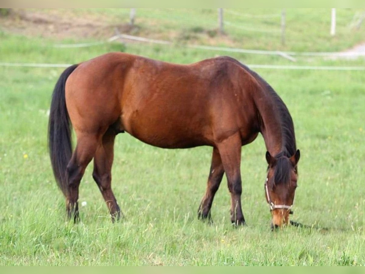 American Quarter Horse Castrone 9 Anni 148 cm Baio in Kleines Wiesental