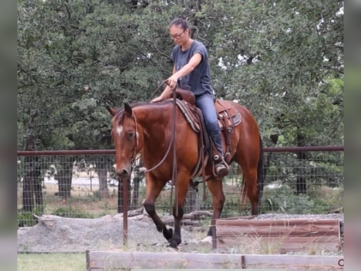 American Quarter Horse Castrone 9 Anni 150 cm Baio ciliegia in Jacksboro Tx