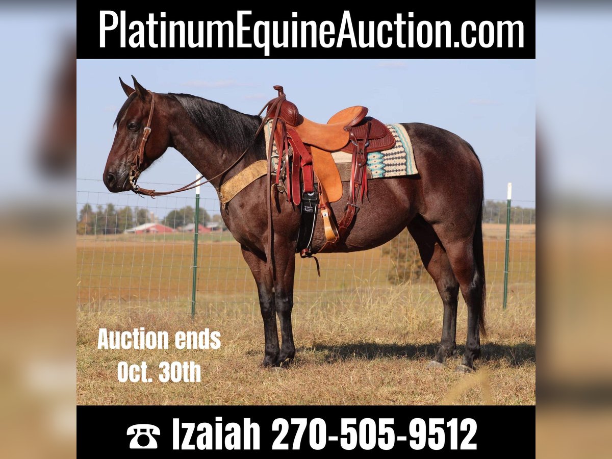 American Quarter Horse Castrone 9 Anni 150 cm Baio roano in Sonora, KY