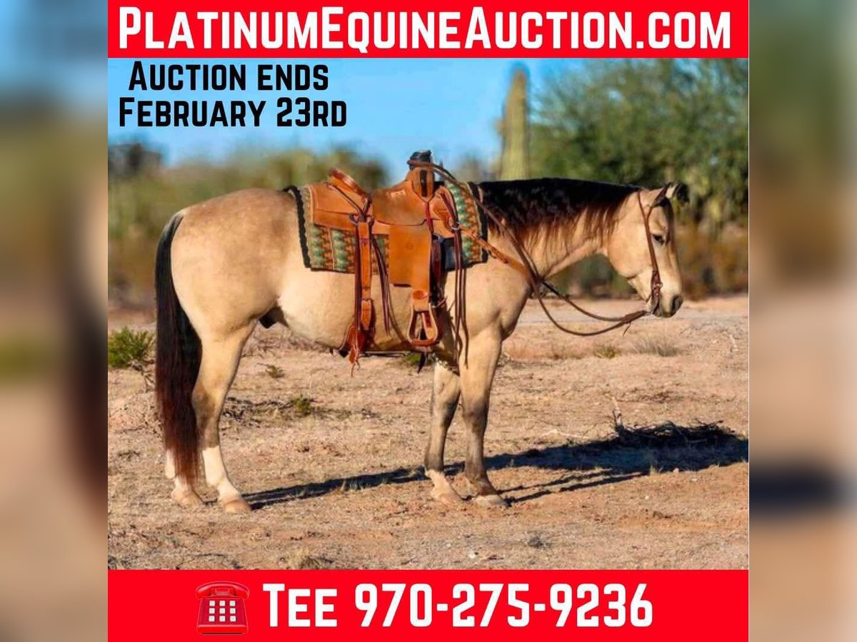 American Quarter Horse Castrone 9 Anni 150 cm Pelle di daino in Casa Grande AZ