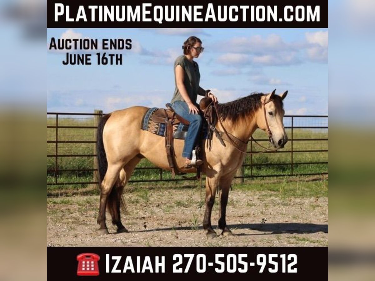 American Quarter Horse Castrone 9 Anni 150 cm Pelle di daino in Sonora KY